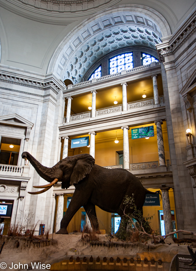 National Museum of Natural History in Washington D.C.