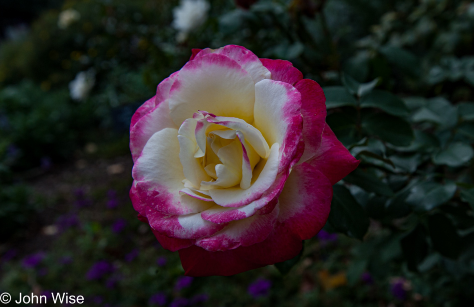 Rose in Washington D.C.