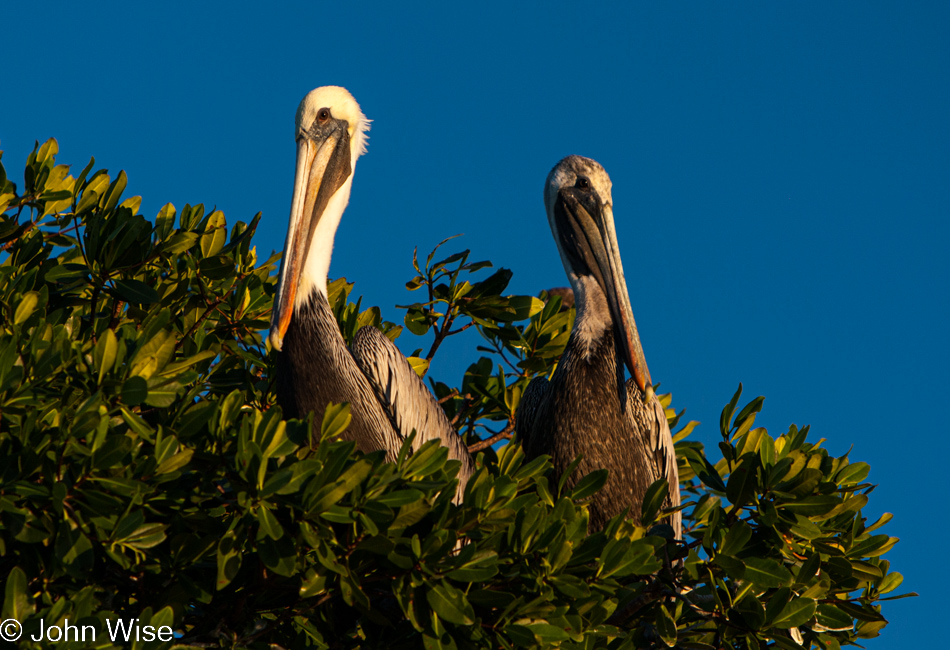 Pelicans sitting atop mangrove trees near Big Pine Key in Florida