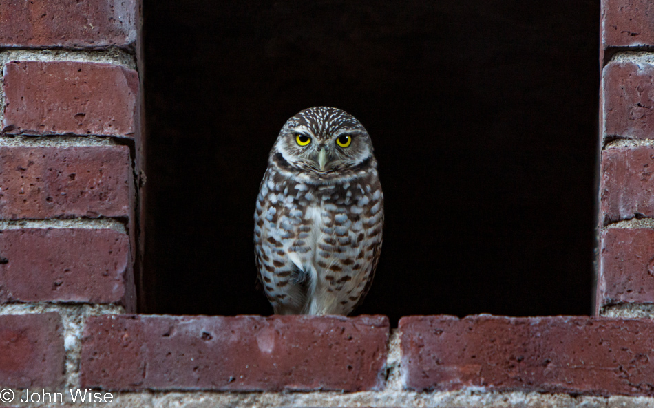 Owl on Fort Jefferson on Garden Key at the Dry Tortugas National Park