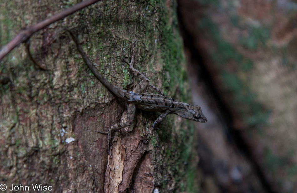 Lizard in the Everglades National Park Southern Florida