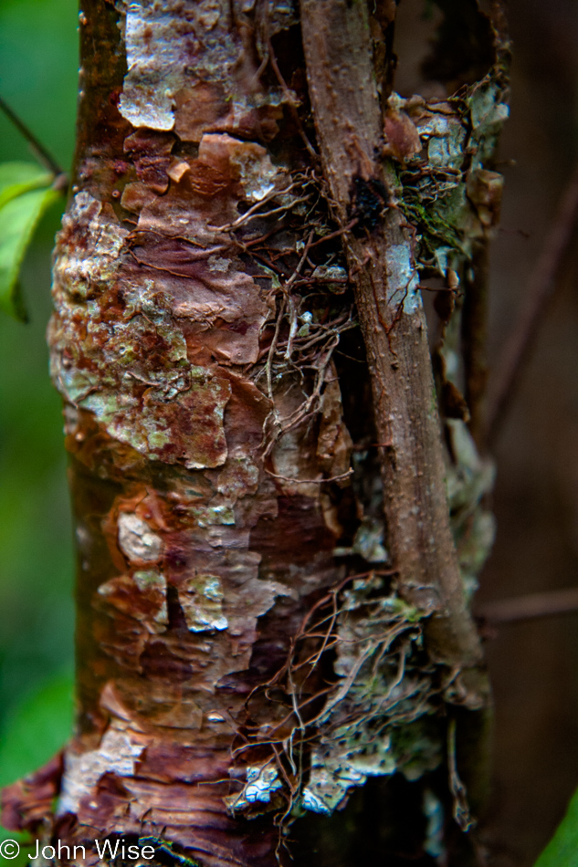 Detail of tree at the Everglades National Park in southern Florida