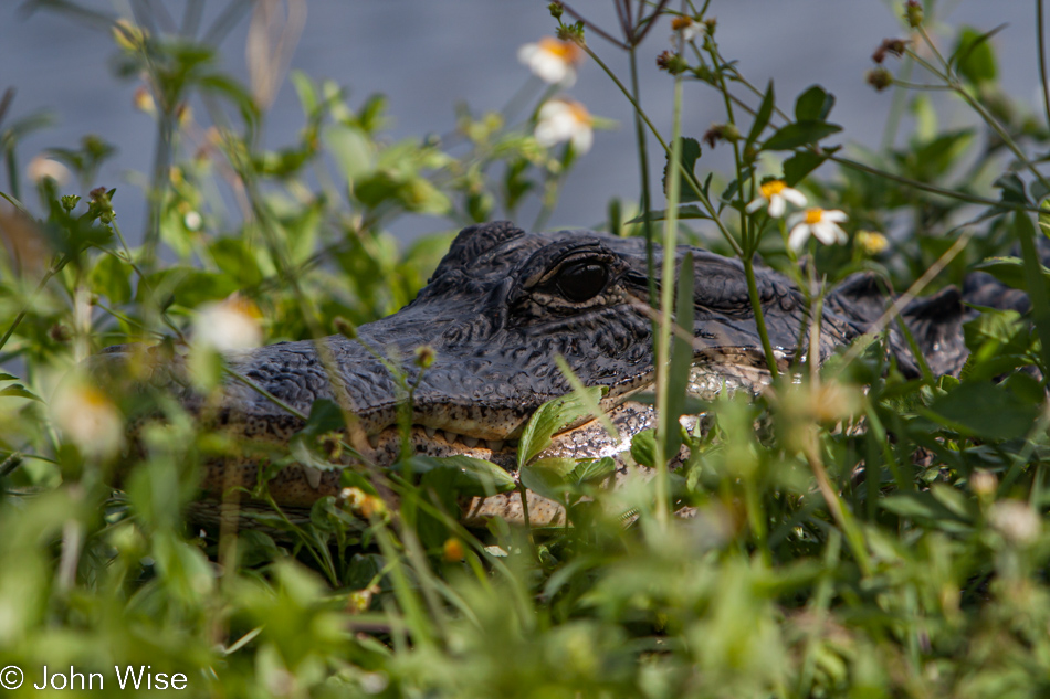 Alligator on the Anhinga Trail at Royal Palm in the Everglades National Park, Florida