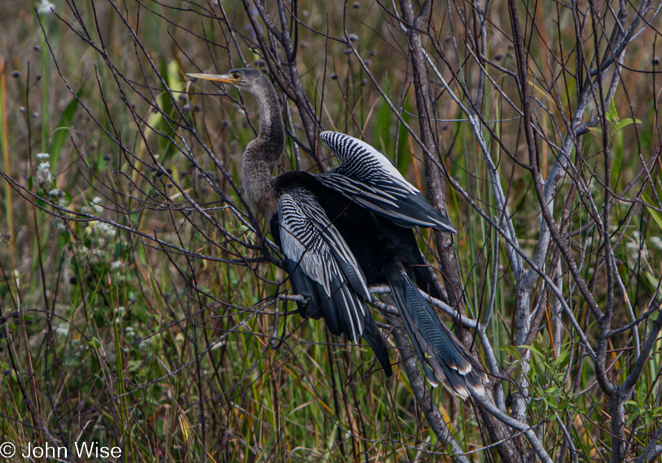 Bird on the Anhinga Trail at Royal Palm in the Everglades National Park, Florida