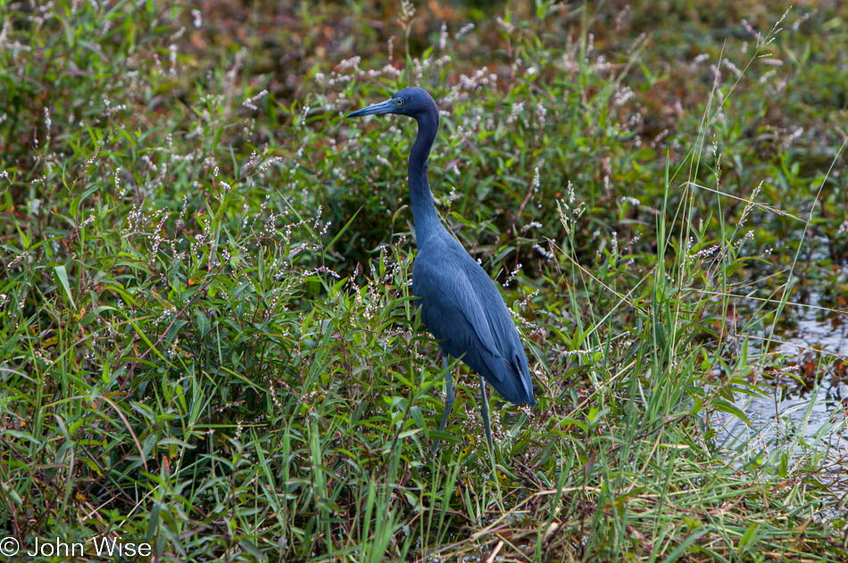 The Little Blue Heron, one of 20 common North American birds with the greatest population declines since 1967 seen at the Everglades National Park in Florida