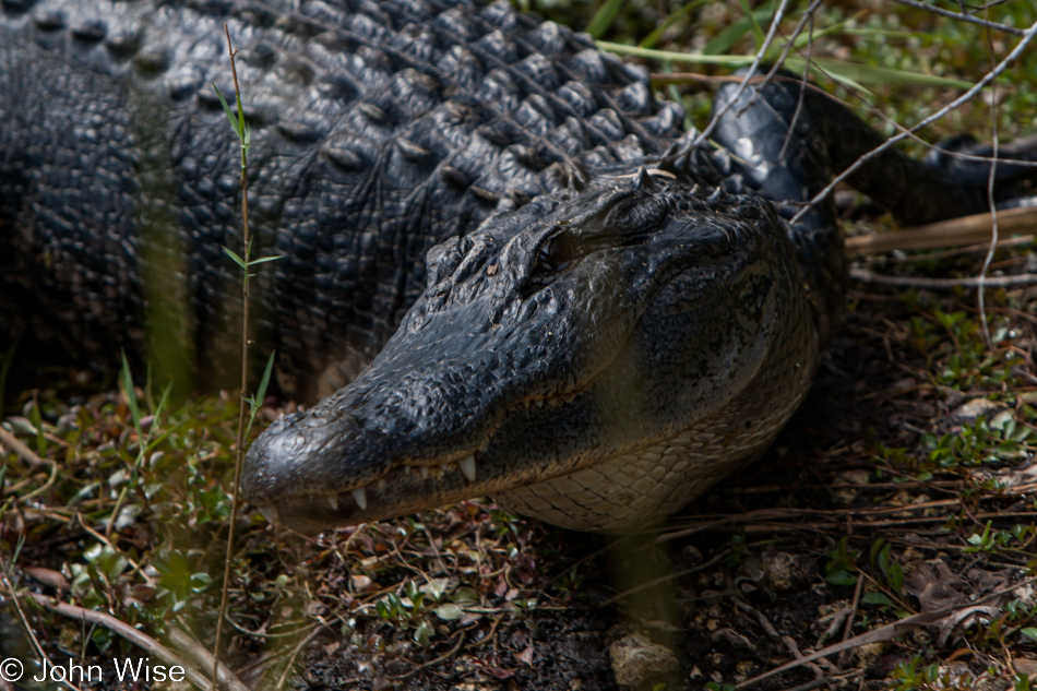 Alligator at the Anhinga Trail in the Everglades National Park, Florida