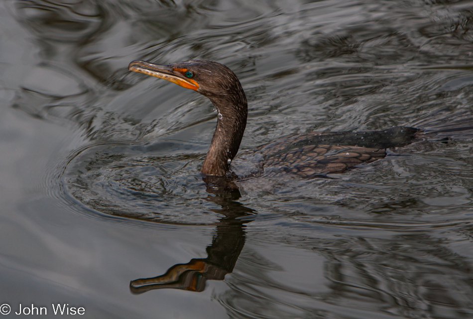 The Anhinga bird in the water at Anhinga Trail in the Everglades National Park, Florida