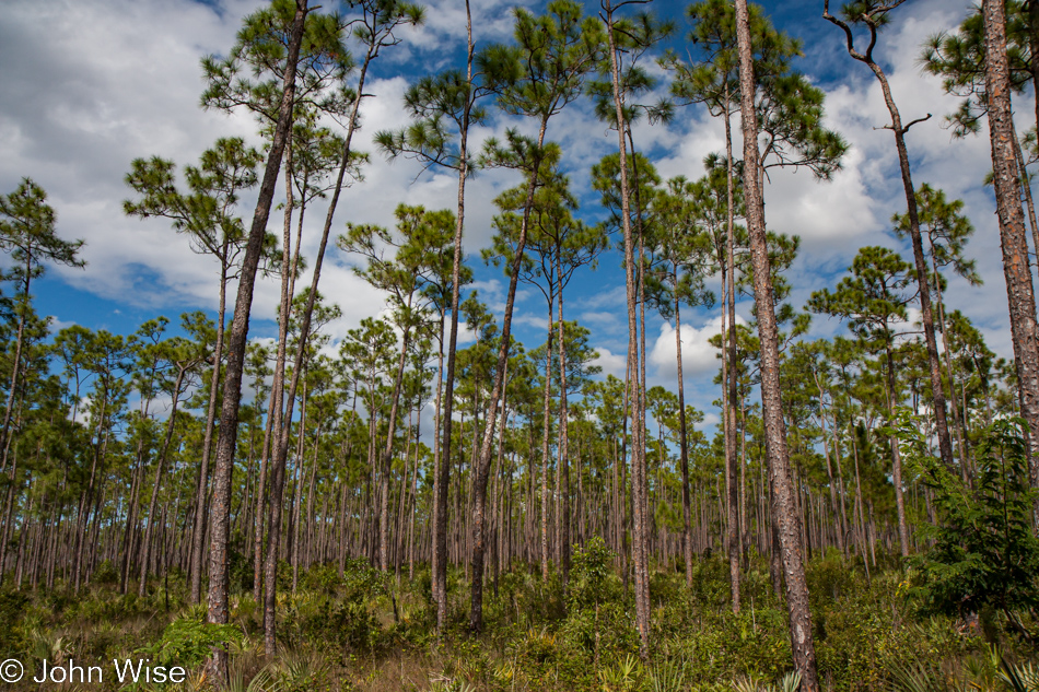 Near the Anhinga Trail in the Everglades National Park, Florida