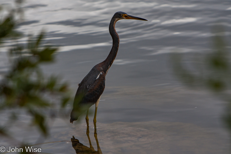 Heron at Sisal Pond in the Everglades National Park, Florida