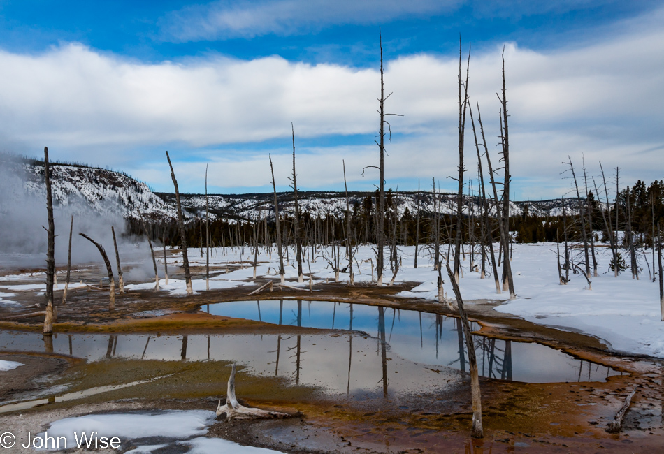 Bobby Socks trees on Black Sand Basin in Yellowstone National Park January 2010