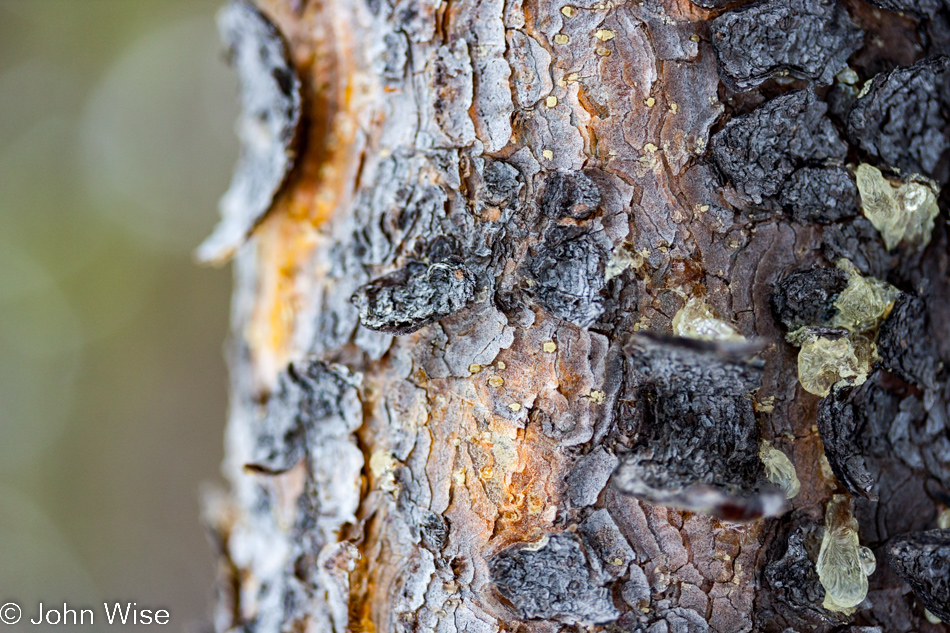 Closeup photo of the texture of bark on a tree in Yellowstone National Park January 2010
