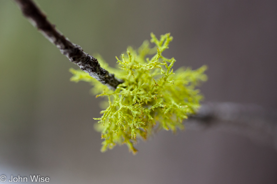 Moss growing on a tree branch in Yellowstone National Park January 2010