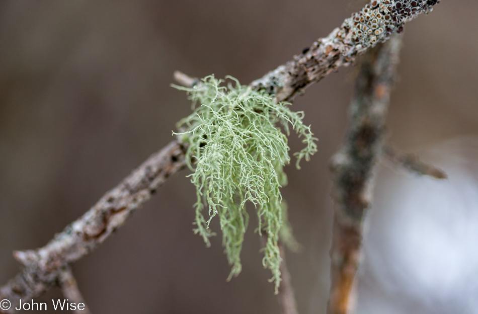 Moss growing from a tree branch in Yellowstone National Park January 2010