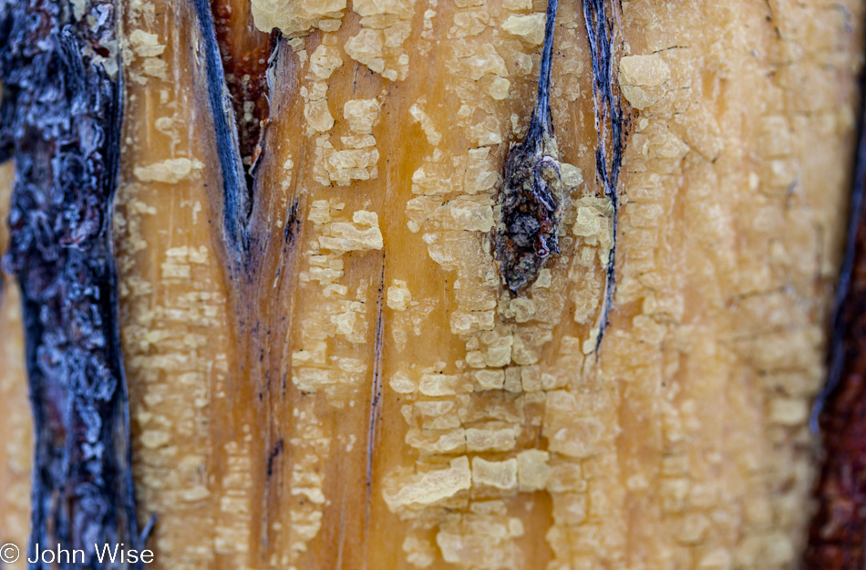Closeup of crystallized sap over barkless wood on a tree in Yellowstone National Park January 2010