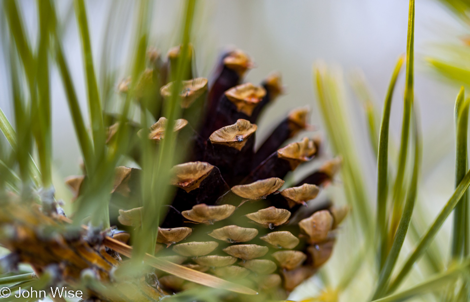 Closeup of an open pinecone still attached to the pine tree it grew from in Yellowstone National Park January 2010