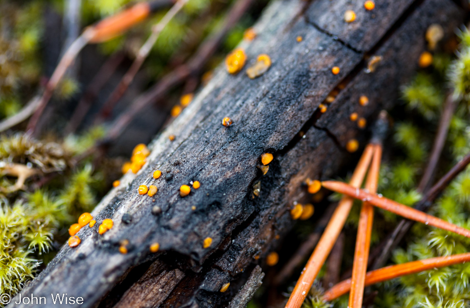Closeup of a small fallen branch with orange fungus growing on it in Yellowstone National Park January 2010