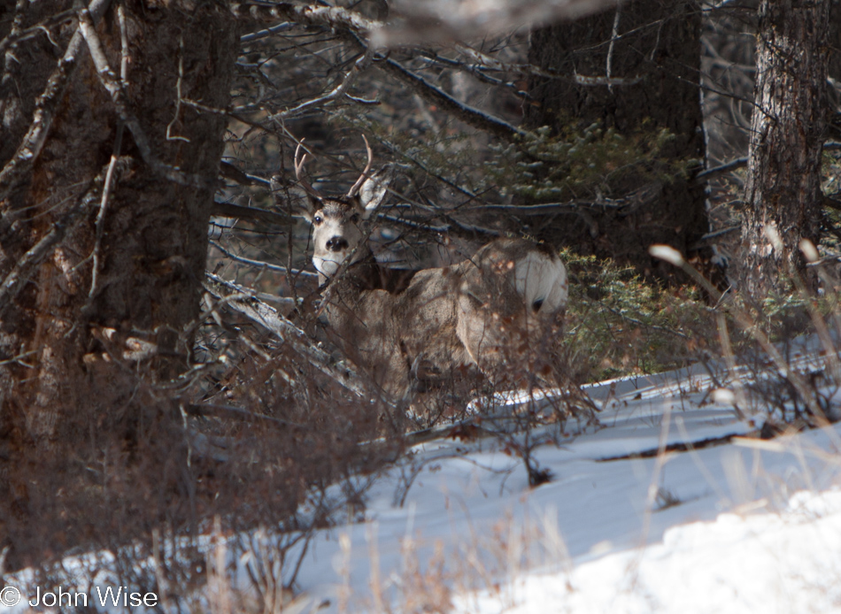 A buck in the snow at Yellowstone National Park January 2010