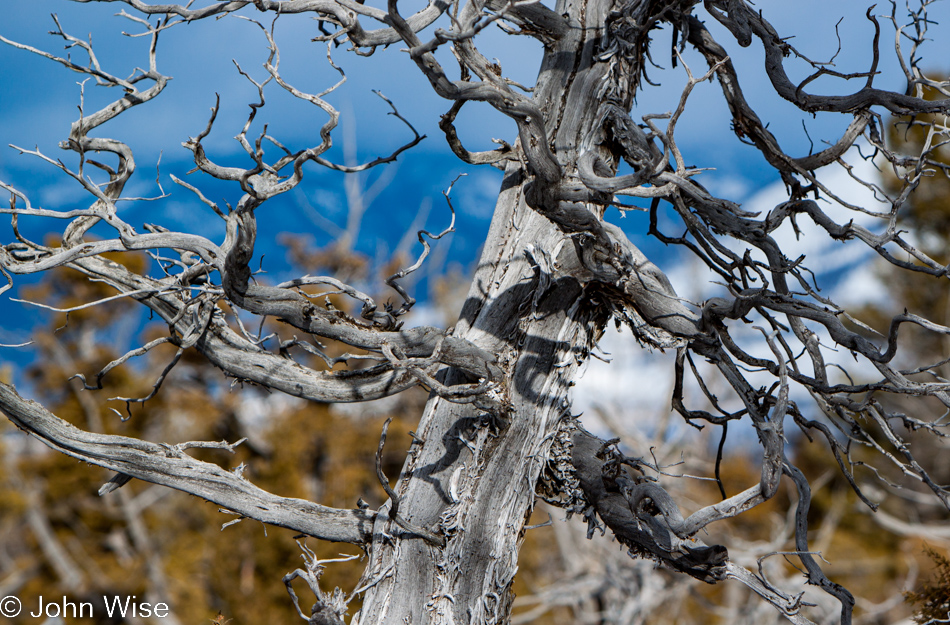 Detail of a standing dead tree on the Upper Terrace at Mammoth Hot Springs in Yellowstone National Park January 2010