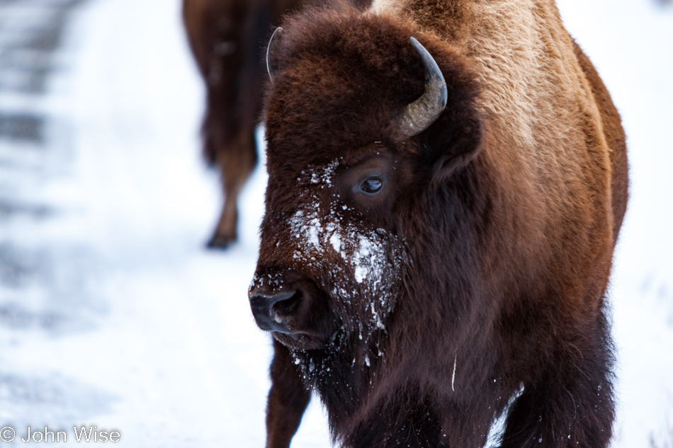 A bison on the road in Lamar Valley at Yellowstone National Park in January 2010