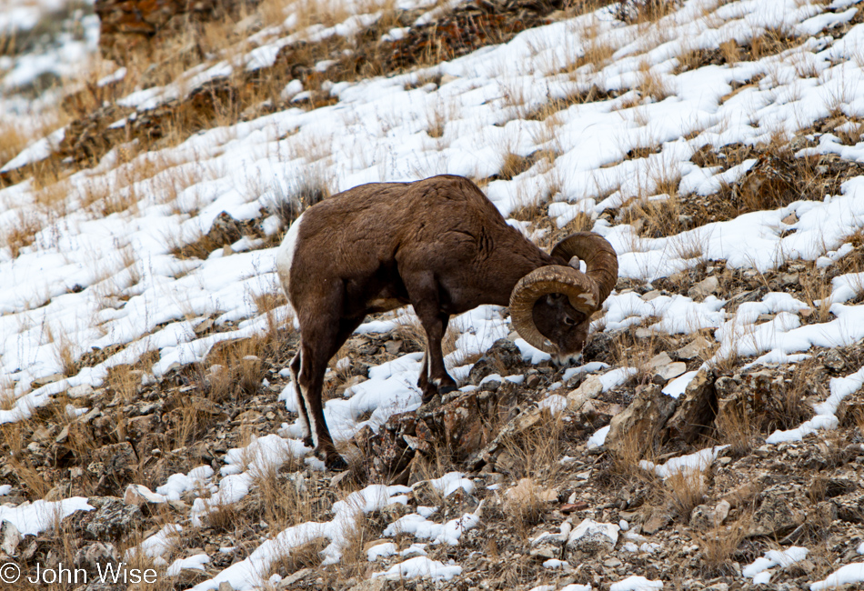 Big Horn Sheep grazing hill side near Soda Butte Creek in Lamar Valley - Yellowstone National Park January 2010