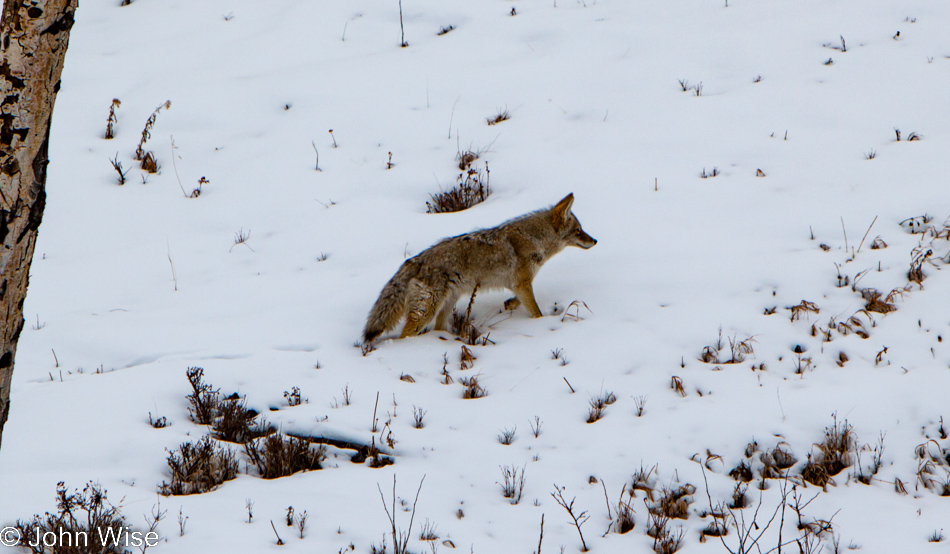 Coyote in the snow at Lamar Valley in Yellowstone National Park January 2010