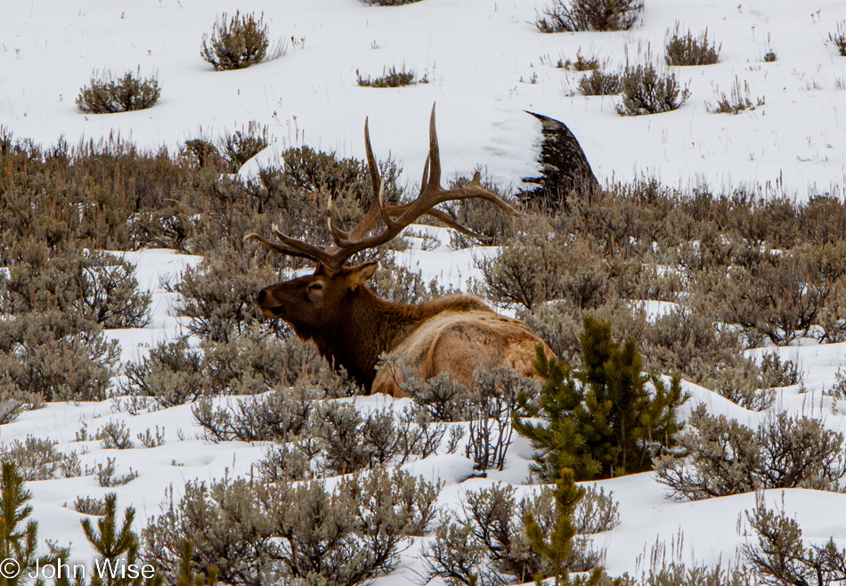 Bull elk identified as Number 10 lying down in the snow in Lamar Valley - Yellowstone National Park January 2010