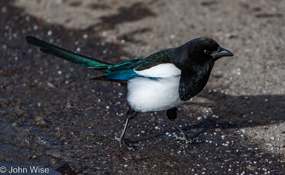 Black-billed magpie crossing the road at Mammoth Hot Springs in Yellowstone National Park January 2010
