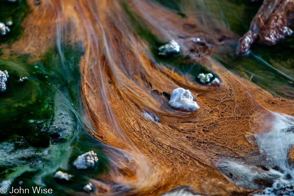 Close up detail of bacteria mat on Porcelain Basin, part of Norris Geyser Basin in Yellowstone National Park January 2010