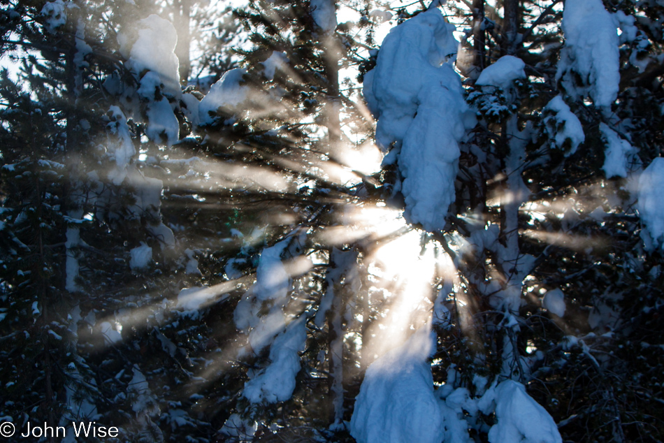 Sunlight shining through trees illumination steam creating rays of light slicing through the air at the Norris Geyser Basin in Yellowstone National Park January 2010