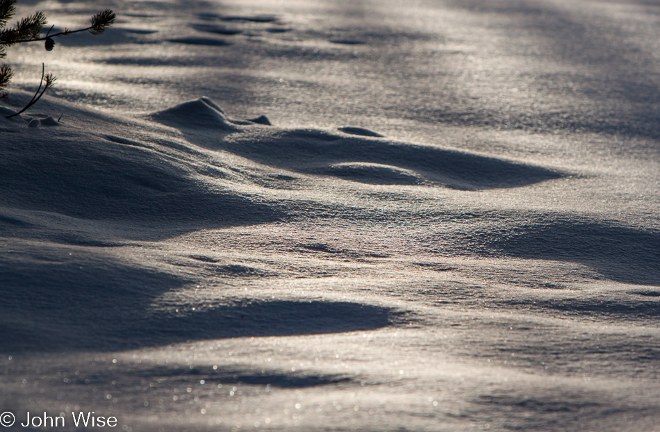 Snow in the golden light of the late day in Yellowstone National Park