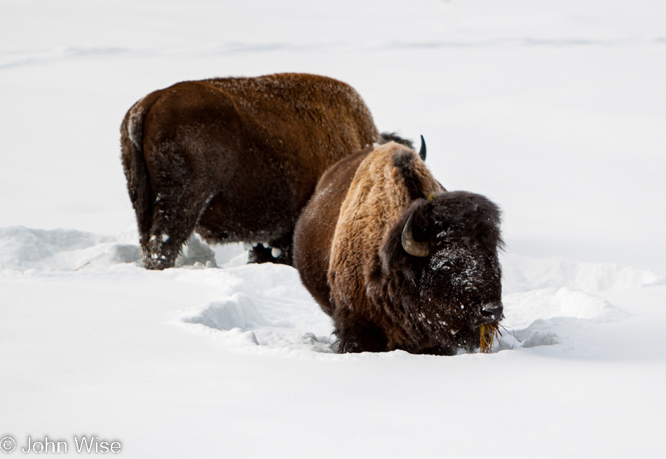 Two bison foraging for snow buried grasses in Yellowstone National Park January 2010