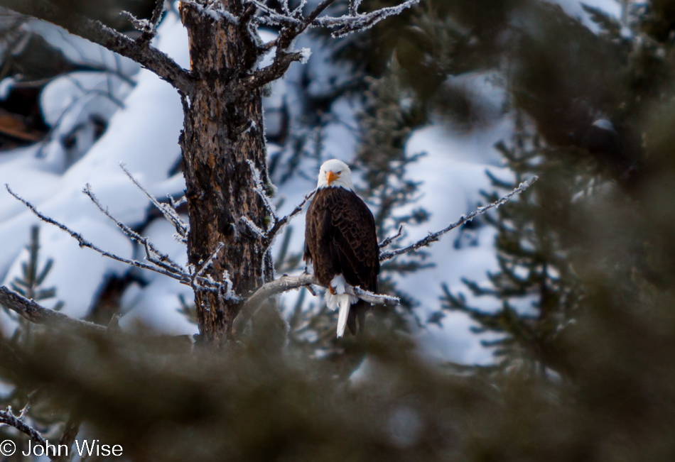 A Bald Eagle perched high in a tree on the Firehole River in Firehole Canyon at Yellowstone National Park January 2010