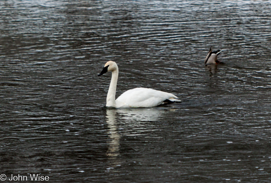 Trumpeter Swan on Firehole River in Yellowstone National Park January 2010