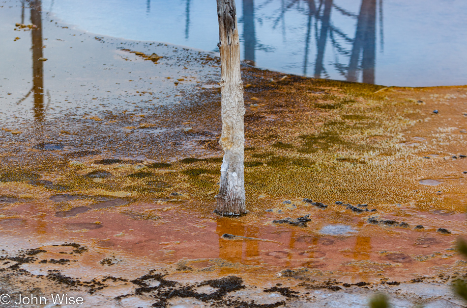 Close-up view of a Bobby Sock tree and the thermophilic surface surrounding it on the Black Sand Basin in Yellowstone National Park January 2010