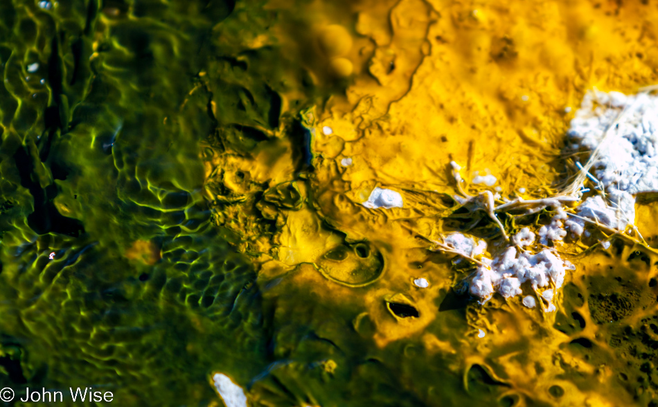 Green algae and yellow bacteria with an unknow crust of white at Biscuit Basin in Yellowstone National Park January 2010