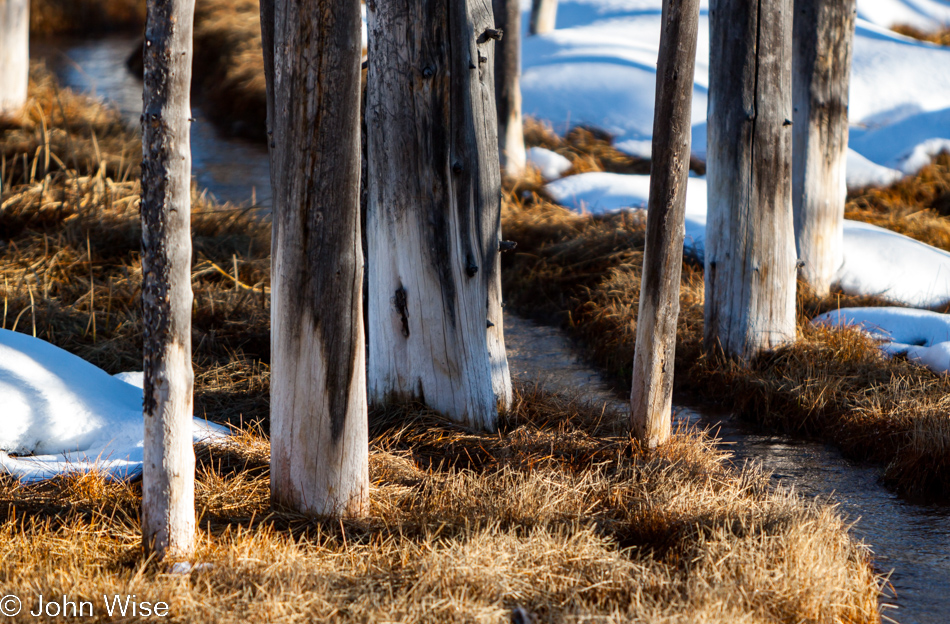 Bobby Socks trees on the Lower Geyser Basin in Yellowstone National Park January 2010