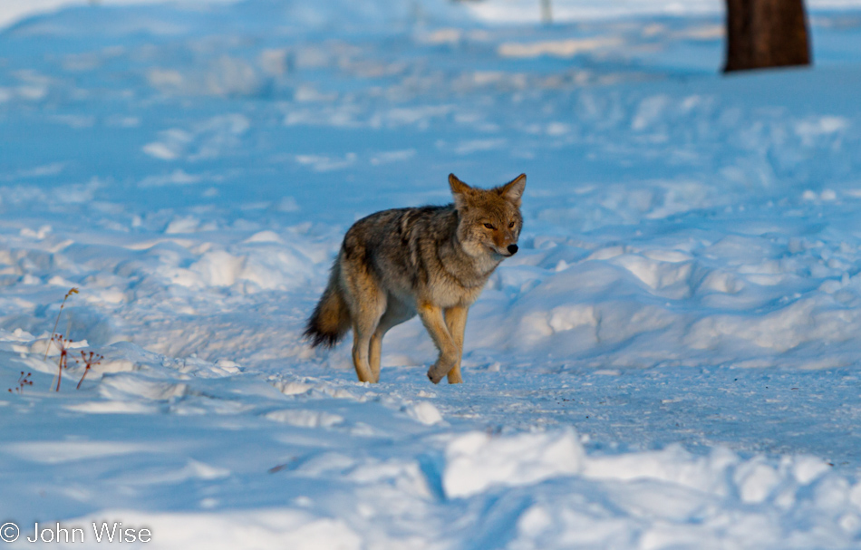 A coyote on the Upper Geyser Basin not far from the Old Faithful Geyser in Yellowstone National Park January 2010