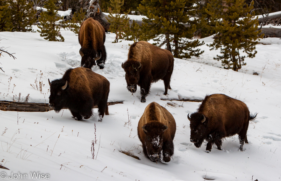 Five bison in the snow near the Observation Trail on the Upper Geyser Basin in Yellowstone National Park January 2010
