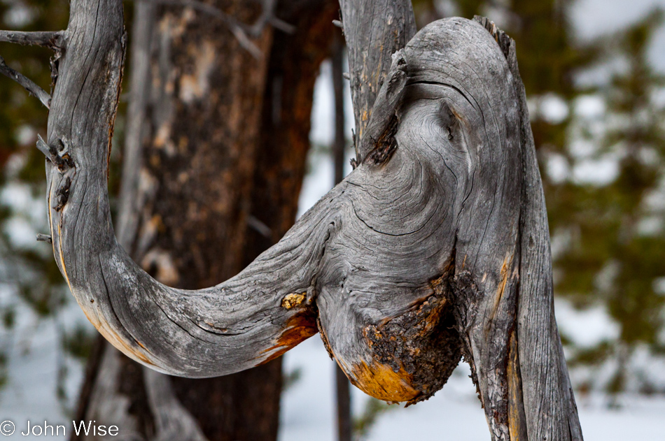 Detail of curves and wood grain of a twisted tree limb on the Upper Geyser Basin in Yellowstone National Park January 2010