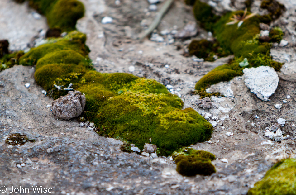 Moss growing next to a small geyser on the Upper Geyser Basin in Yellowstone National Park January 2010