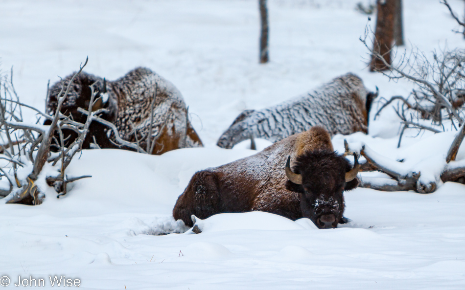 Bison laying where they bedded down for the night on the Upper Geyser Basin in Yellowstone National Park January 2010