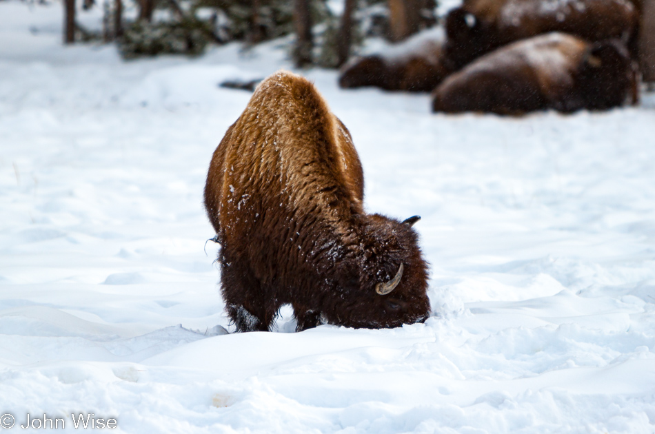 Bison foraging for food on the Upper Geyser Basin in Yellowstone National Park January 2010