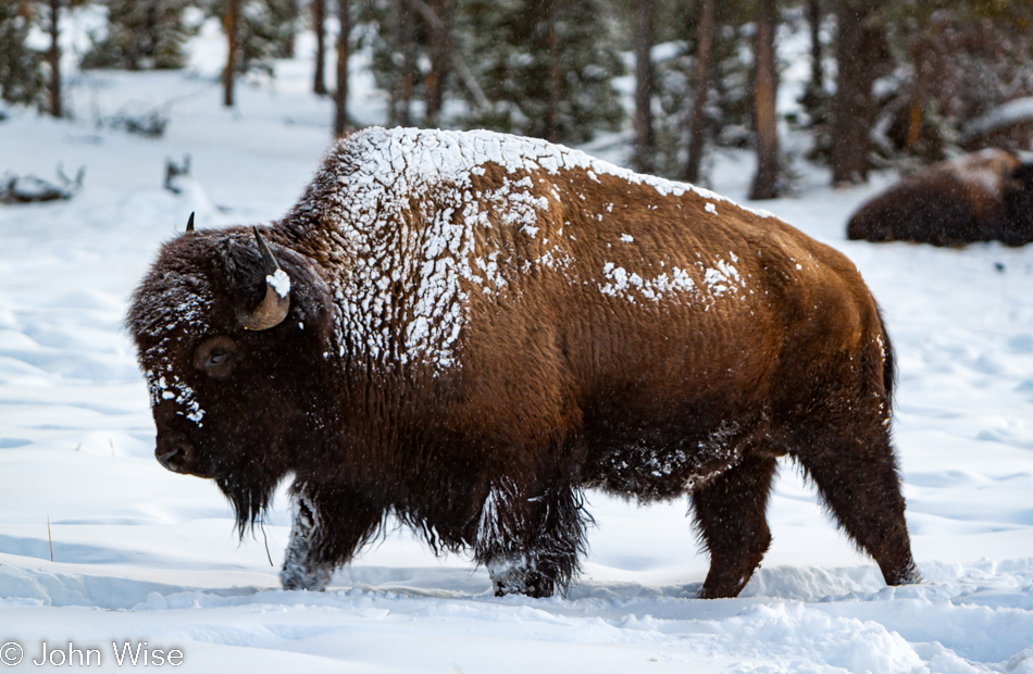A snowy bison looking for a feeding spot on the Upper Geyser Basin in Yellowstone National Park January 2010