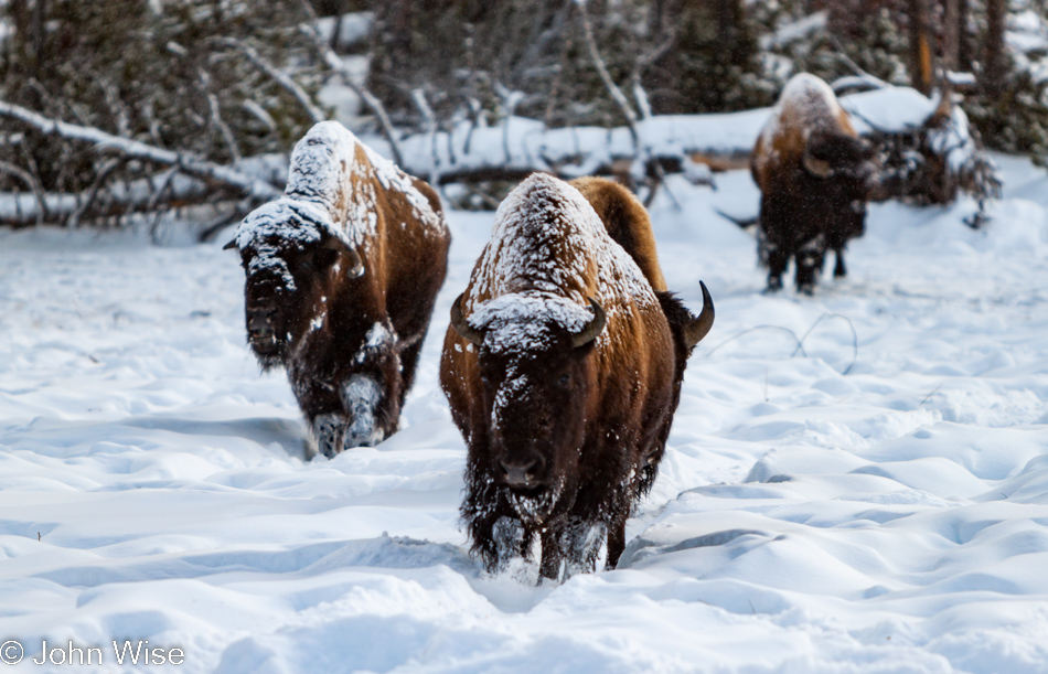 Snow dusted bison walking over the Upper Geyser Basin in Yellowstone National Park January 2010