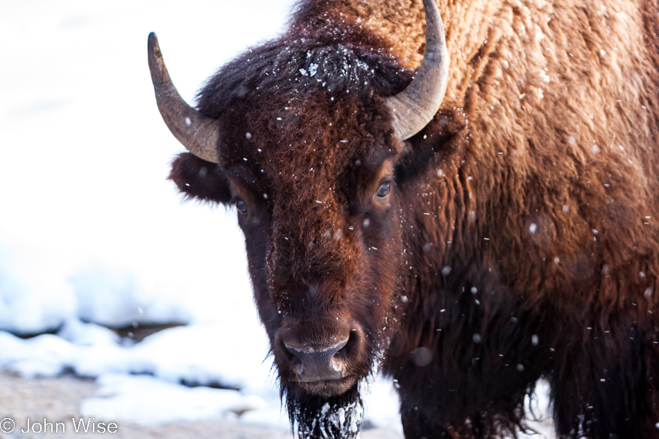 An injured bison looking into the camera on the Upper Geyser Basin in Yellowstone National Park January 2010