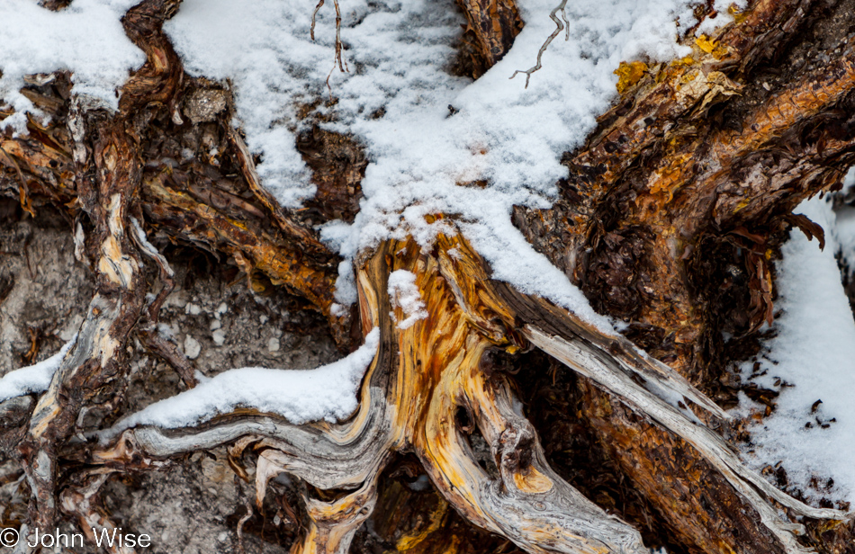 Bare roots of a tree partially covered in snow on the Upper Geyser Basin in Yellowstone National Park January 2010
