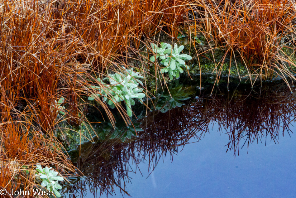 Green plants next to red dormant grasses on a hot spring on the Upper Geyser Basin in Yellowstone National Park January 2010