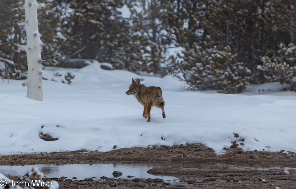 A coyote on the Upper Geyser Basin in Yellowstone National Park January 2010