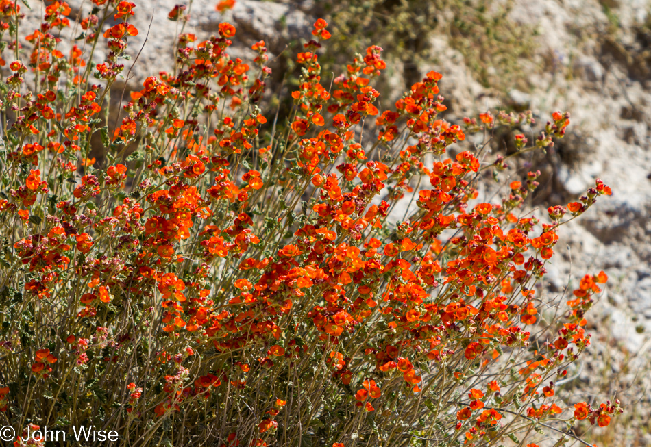 Wildflowers in the Arizona desert April 2010