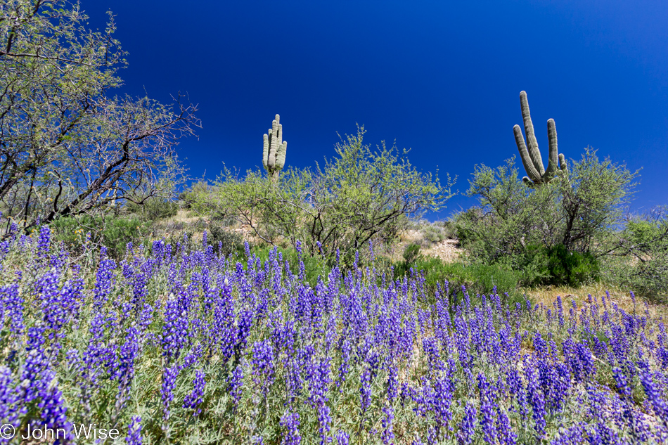 Wildflowers and saguaro cactus in the Arizona desert April 2010